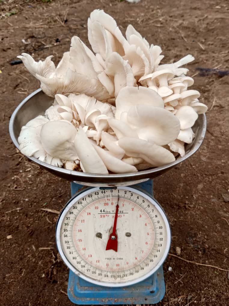 Mushroom Product 1 Image